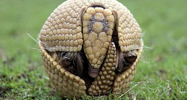 Как броненосцы заражают людей проказой