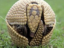 Как броненосцы заражают людей проказой