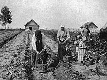 Какой опасный яд содержится в картофеле