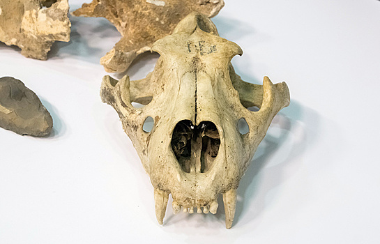 Ученые исследуют найденный в пещере на Урале зуб гигантского льва