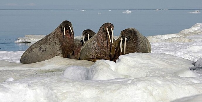 На Ямале нашли нетипично большое лежбище моржей