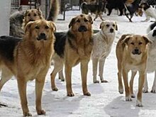 В Комсомольске-на-Амуре обнаружили десятки разделанных трупов собак