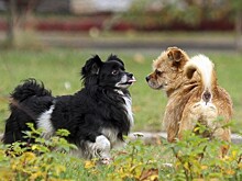 Бассет-гриффоны и коикерхондье: как выводят новые породы собак