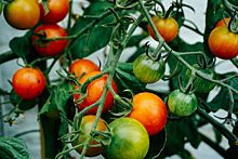 Пикировка томатов в 2023: когда пикировать рассаду, правила, благоприятные дни по лунному календарю