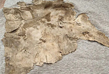 В ЯНАО откроют уникальную экспозицию о мамонтенке с ресничками