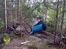 Два костромича погибли после встречи с лосем