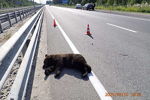 В ХМАО водитель сбил медведя на автодороге