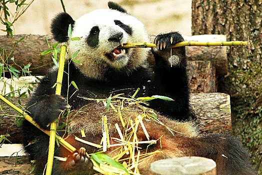 «Любят вкусно поесть и поиграть»: как проходит день панд Жуи и Диндин из Московского зоопарка