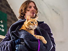 Книги, о которых говорят: «Уличный кот по имени Боб»