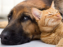 Глава НИИ гриппа: кошки и собаки могут заразиться коронавирусом от человека