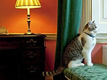 Определены самые популярные в СМИ коты года