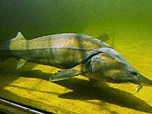 Промысел осетровых в Азовском море могут возобновить в 2027--2028 годах