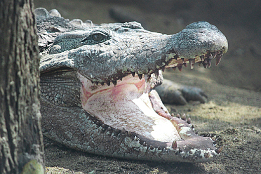 Крокодил выскочил из озера и растерзал беременную женщину