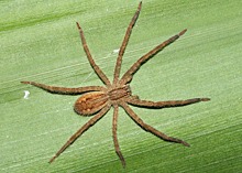 Ионы марганца и кальция делают коготки пауков сверхпрочными