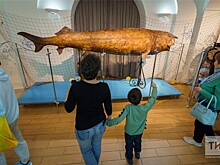 В Национальный музей Республики Татарстан возвратилось чучело гигантской белуги