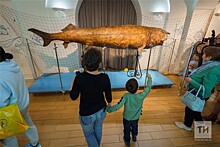 В Национальный музей Республики Татарстан возвратилось чучело гигантской белуги