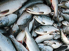 Глава Росрыболовства: рост ж/д-перевозок морепродуктов из ДФО позитивно сказался на ценах