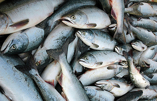 Глава Росрыболовства: рост ж/д-перевозок морепродуктов из ДФО позитивно сказался на ценах