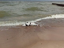 В Зеленоградске на пляж у «Самбии» выбросило мёртвого тюленя