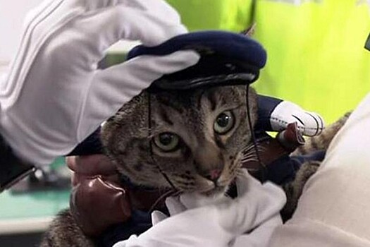 В Японии кошку назначили главой полицейского управления