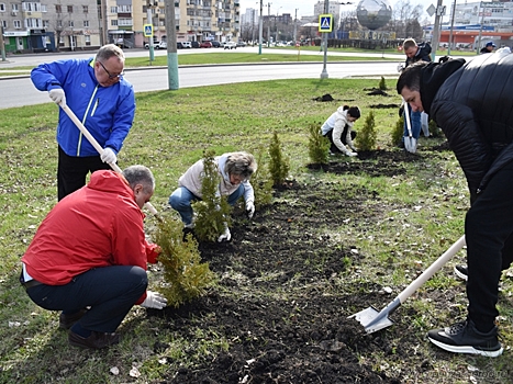 В Пензе на улице 8 Марта высадили 120 саженцев туи