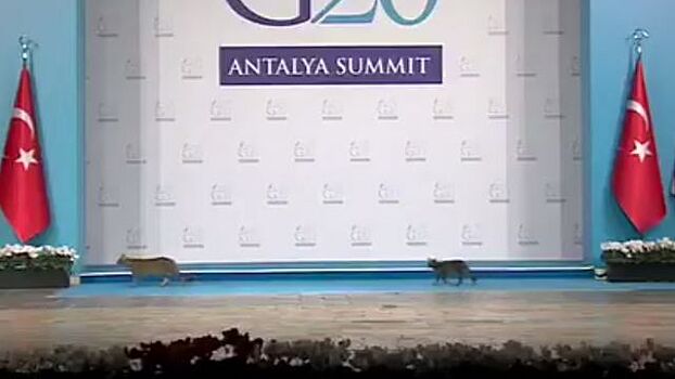 Кошки затмили мировых лидеров на саммите G20