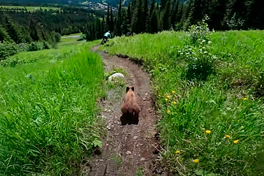 Встреча велосипедистов с медведем в горах попала на видео