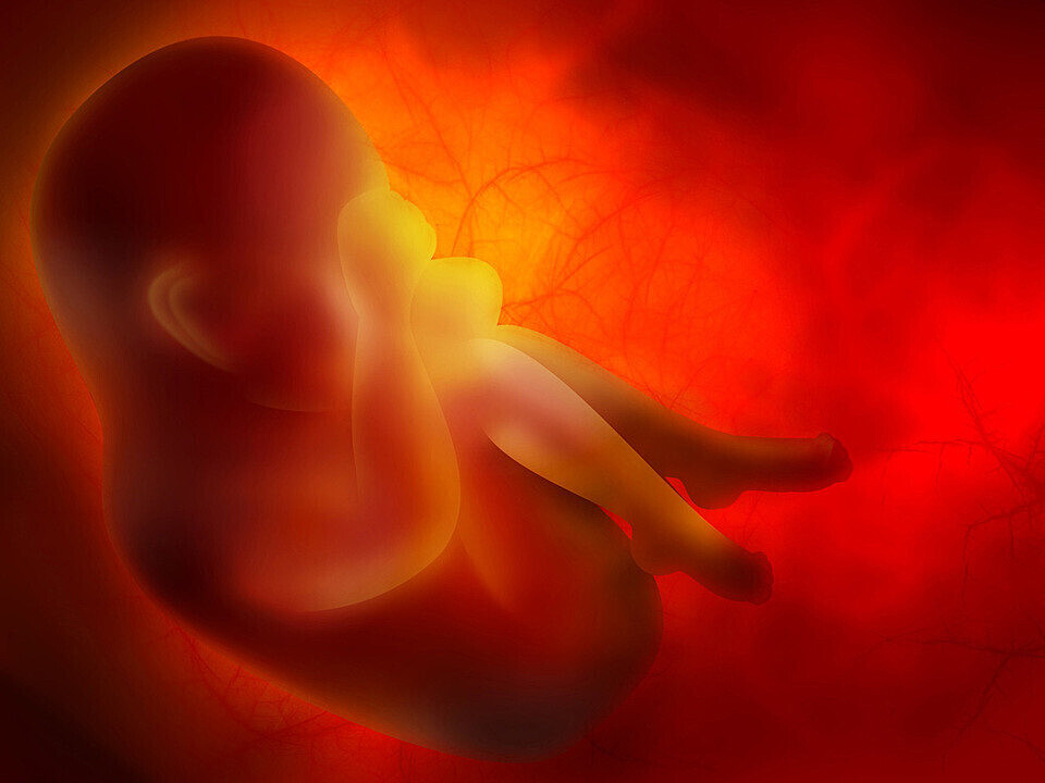 Как появилась плацента в ходе эволюции беременности