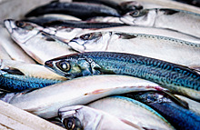 В Минсельхозе снова появился департамент регулирования рыбного хозяйства и аквакультуры