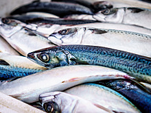 В Минсельхозе снова появился департамент регулирования рыбного хозяйства и аквакультуры