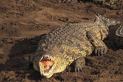 Женщина пошла поливать овощи и погибла в пасти крокодила