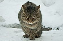 Хозяин толстого кота из Приморья предложил «Аэрофлоту» примирение