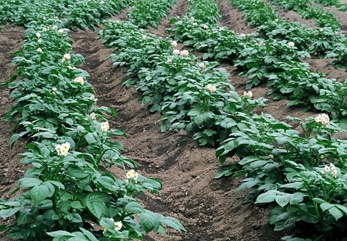 Картофель в России: от импорта до самообеспечения