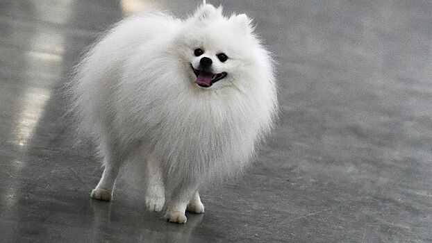 Топ-5 пород щенков, которые идеально подойдут для квартиры