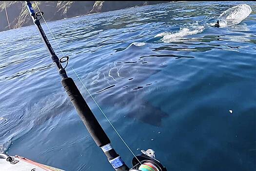 Акула-людоед стала преследовать молодого каякера и попала на видео