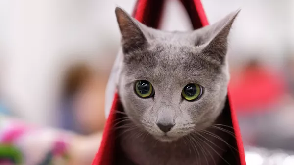 Япония пришла в «состояние повышенной готовности» из-за токсичной кошки