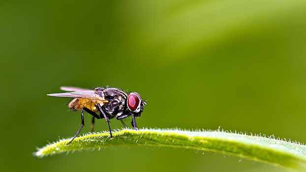 Почему муху так сложно прихлопнуть: отвечают ученые