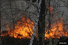 Координатор лесных пожарных Сухов: власти ошибаются при подготовке к сезону