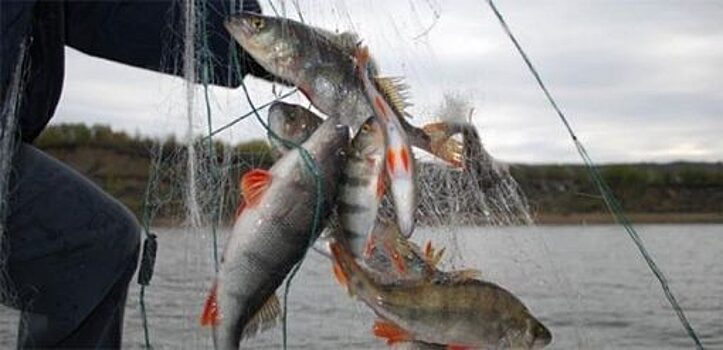 Калужанина осудили за рыбалку в орловском национальном парке