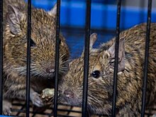 Ветеринар рассказал о лечении домашних грызунов