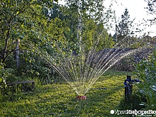 Свердловские власти создали комиссию по борьбе с недотрогой и бешеным огурцом