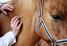 Карантин из-за инфекционной анемии лошадей ввели в 8 населенных пунктах Омской области