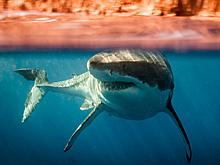 Одна из самых опасных акул перевернула каяк с двумя мужчинами