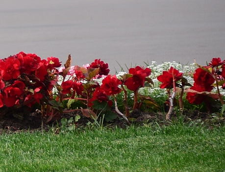 Работы по демонтажу цветников ведут в поселении Филимонковское