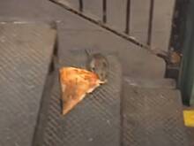 Крыса из метро поделилась пончиком с подругой и попала на видео