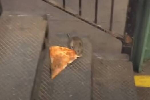Крыса из метро поделилась пончиком с подругой и попала на видео