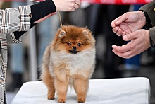 Собаки оказались самыми популярными домашними животными у россиян