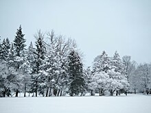 Правда ли, что деревья могут взрываться из-за морозов?