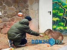 Погладил и накормил капибару: в Ростове исполнили мечту школьника, участвовавшего в &laquo;Елке желаний&raquo;