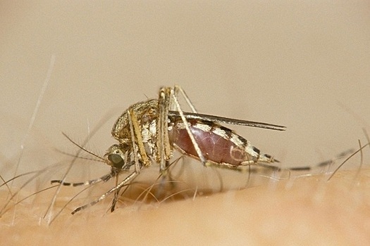 Червя достали из руки россиянки после укуса комара